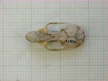 Media type: image;   Mammalogy 22539